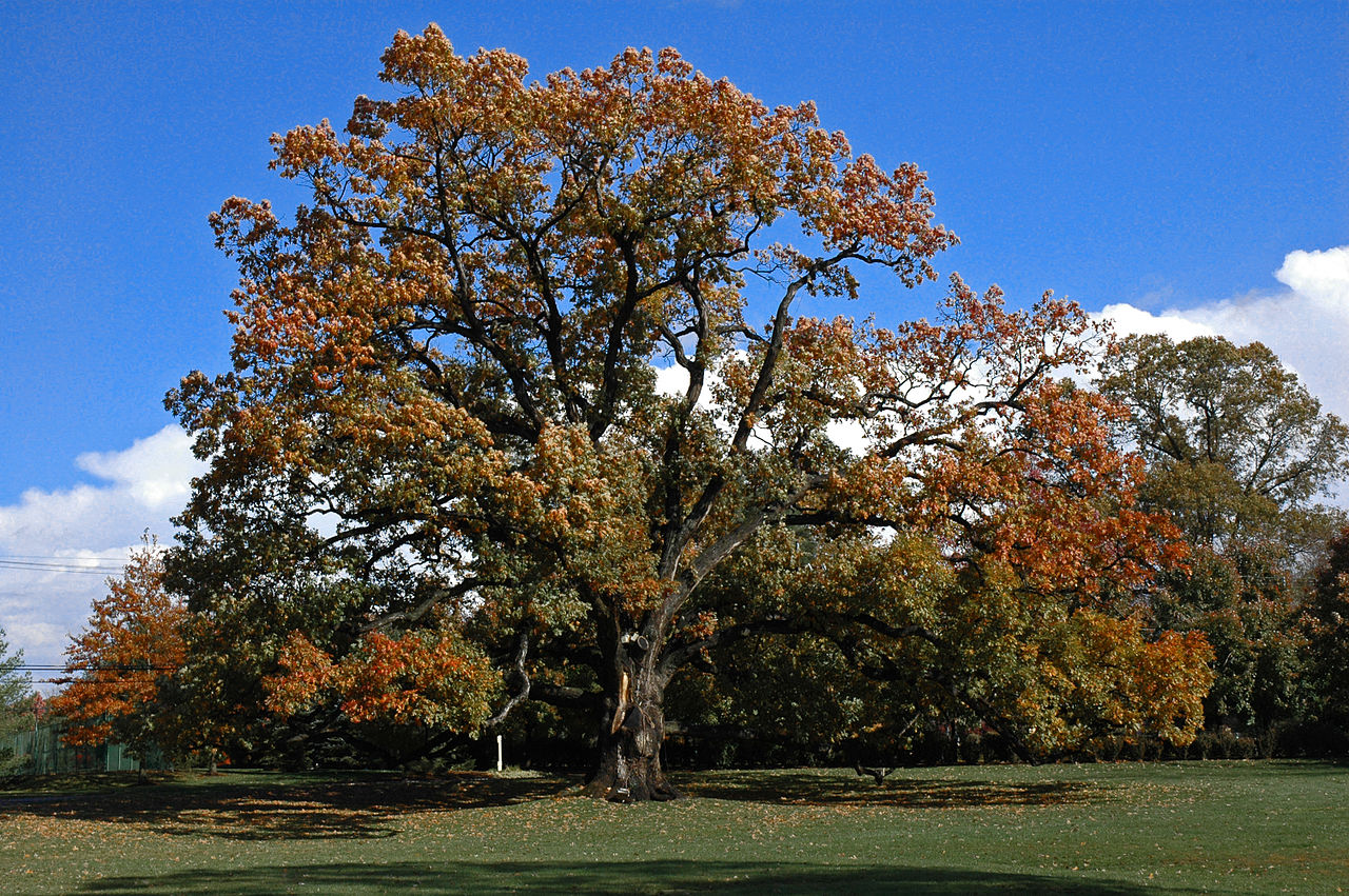 1280px-Old_oak_tree_in_Florham_Park_NJ